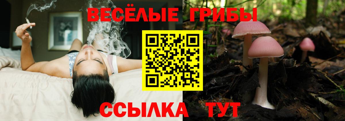 Курчатов  Псилоцибиновые грибы ЛСД  Вход с VPN  Псилоцибиновые грибы Psilocybe 